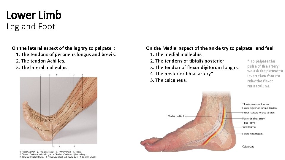 Lower Limb Leg and Foot On the lateral aspect of the leg try to