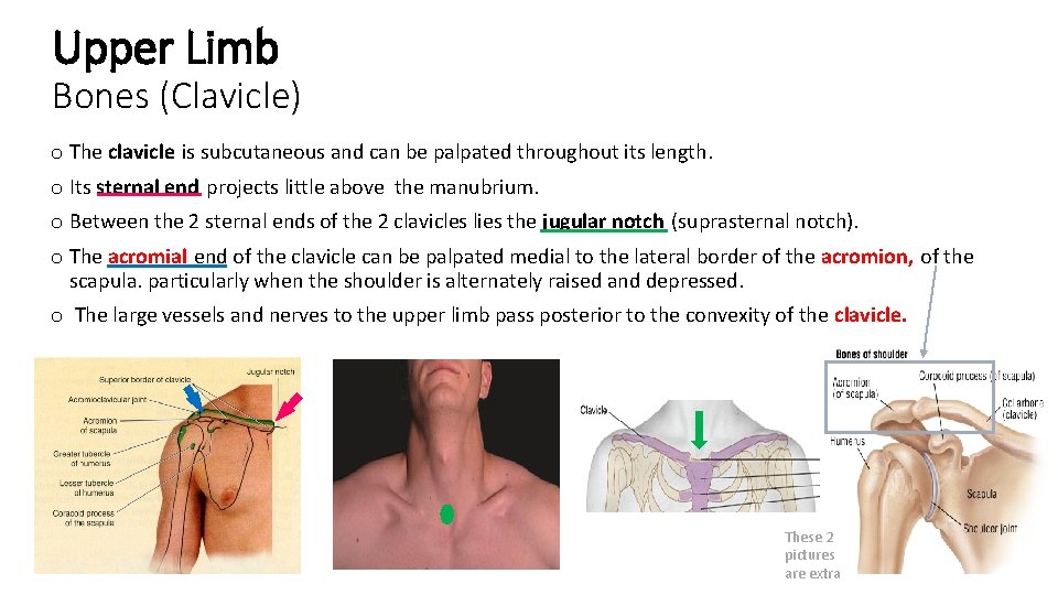 Upper Limb Bones (Clavicle) o The clavicle is subcutaneous and can be palpated throughout