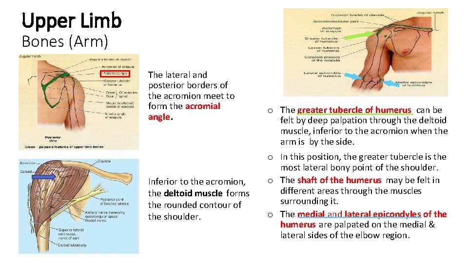 Upper Limb Bones (Arm) The lateral and posterior borders of the acromion meet to