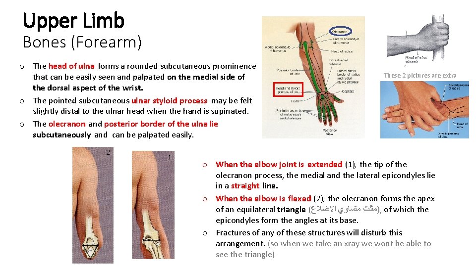 Upper Limb Bones (Forearm) o The head of ulna forms a rounded subcutaneous prominence