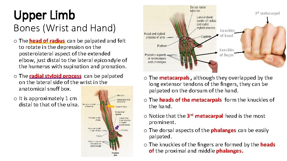 Upper Limb 3 rd metacarpel Bones (Wrist and Hand) o The head of radius