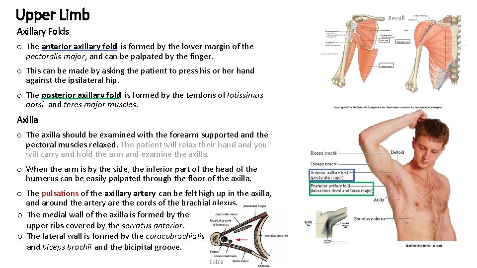 Upper Limb Recall Axillary Folds o The anterior axillary fold is formed by the