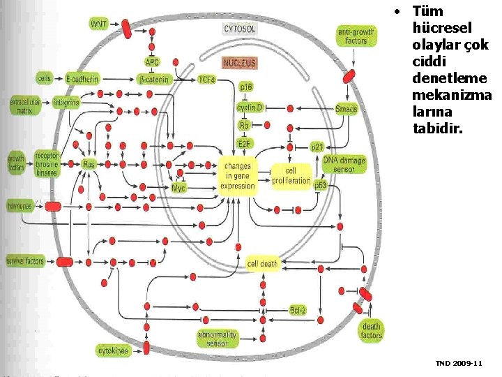  • Tüm hücresel olaylar çok ciddi denetleme mekanizma larına tabidir. TND 2009 -11
