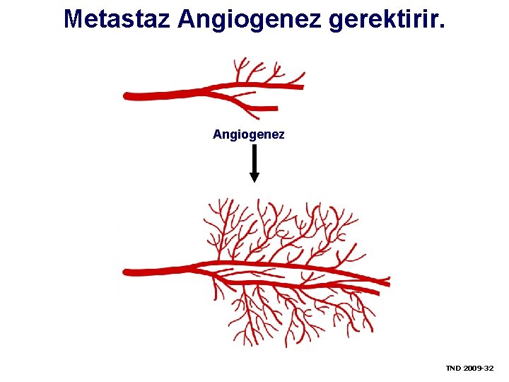 Metastaz Angiogenez gerektirir. Angiogenez TND 2009 -32 