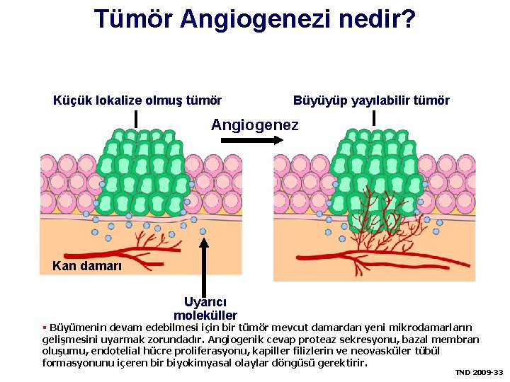Tümör Angiogenezi nedir? Küçük lokalize olmuş tümör Büyüyüp yayılabilir tümör Angiogenez Kan damarı Uyarıcı