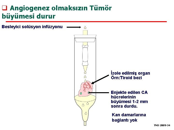 q Angiogenez olmaksızın Tümör büyümesi durur Besleyici solüsyon infüzyonu İzole edilmiş organ Örn: Tiroid