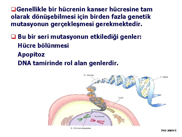 q. Genellikle bir hücrenin kanser hücresine tam olarak dönüşebilmesi için birden fazla genetik mutasyonun