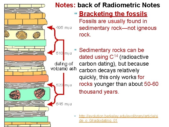 Notes: back of Radiometric Notes Bracketing the fossils Fossils are usually found in sedimentary