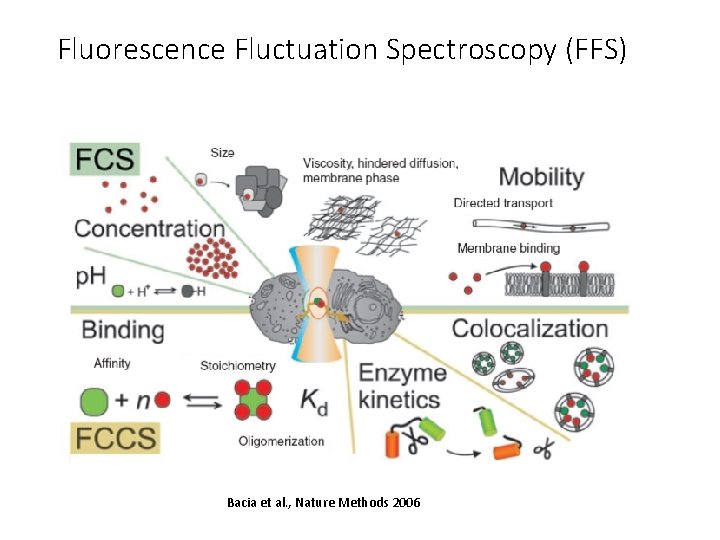 Fluorescence Fluctuation Spectroscopy (FFS) Bacia et al. , Nature Methods 2006 