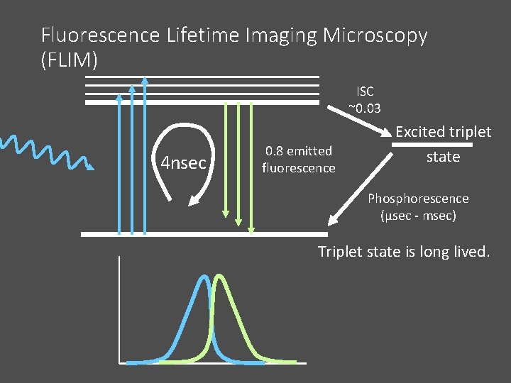 Fluorescence Lifetime Imaging Microscopy (FLIM) ISC ~0. 03 4 nsec 0. 8 emitted fluorescence