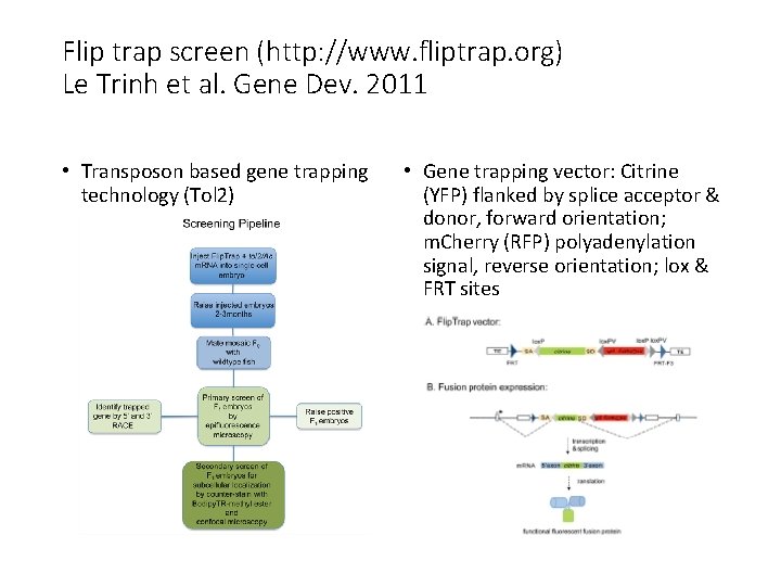 Flip trap screen (http: //www. fliptrap. org) Le Trinh et al. Gene Dev. 2011