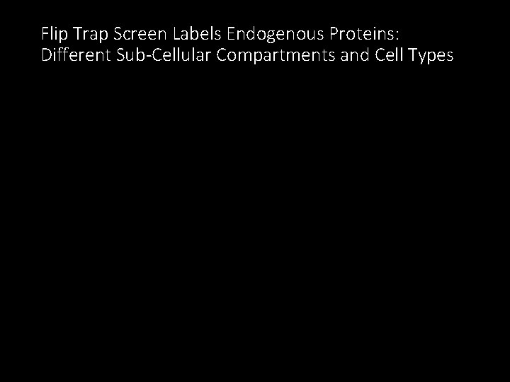 Flip Trap Screen Labels Endogenous Proteins: Different Sub-Cellular Compartments and Cell Types 