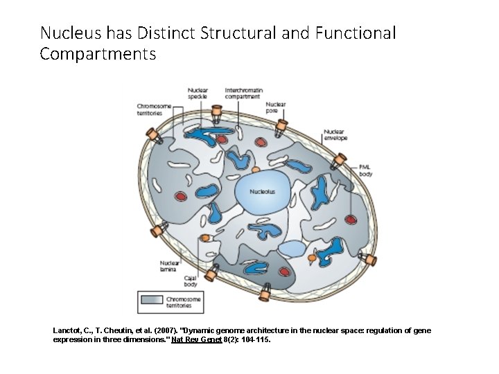 Nucleus has Distinct Structural and Functional Compartments Lanctot, C. , T. Cheutin, et al.