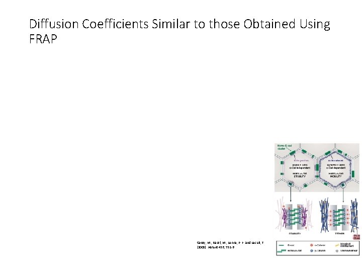 Diffusion Coefficients Similar to those Obtained Using FRAP Cavey, M. , Rauzi, M. ,