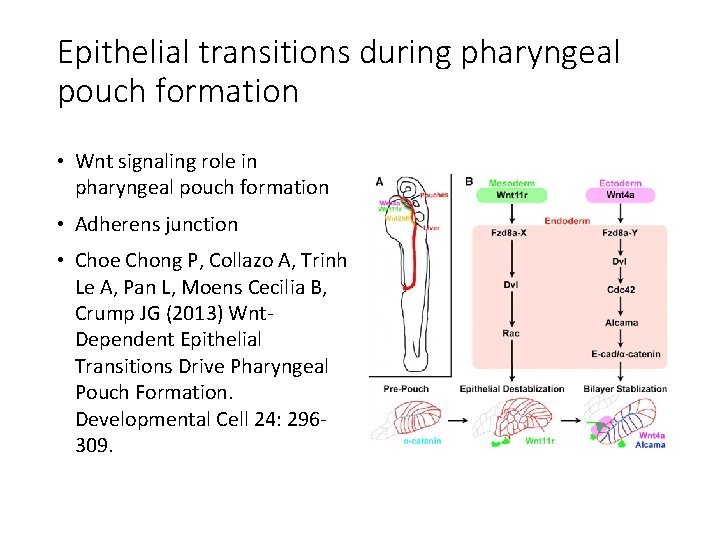 Epithelial transitions during pharyngeal pouch formation • Wnt signaling role in pharyngeal pouch formation