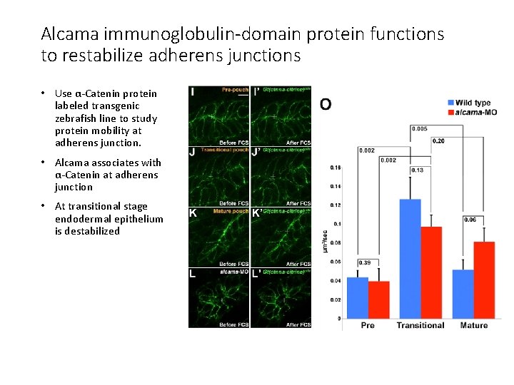 Alcama immunoglobulin-domain protein functions to restabilize adherens junctions • Use α-Catenin protein labeled transgenic