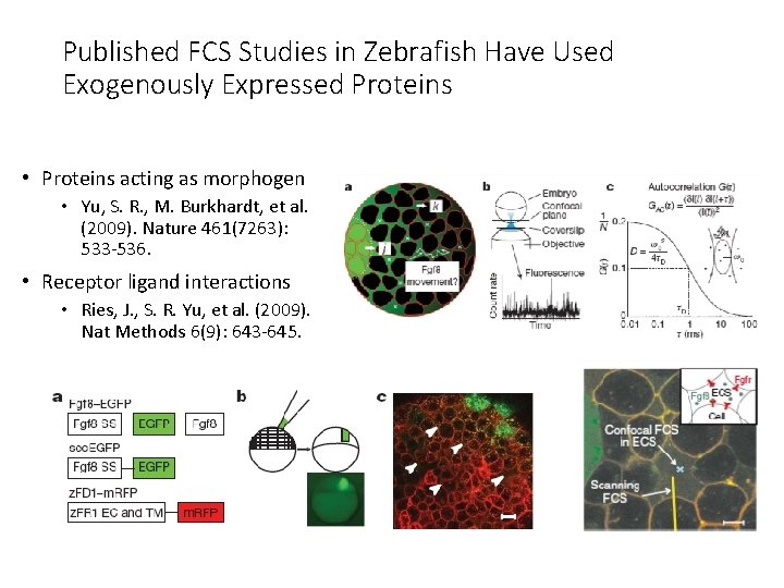 Published FCS Studies in Zebrafish Have Used Exogenously Expressed Proteins • Proteins acting as