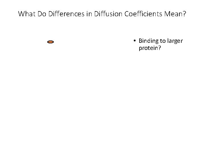 What Do Differences in Diffusion Coefficients Mean? • Binding to larger protein? 