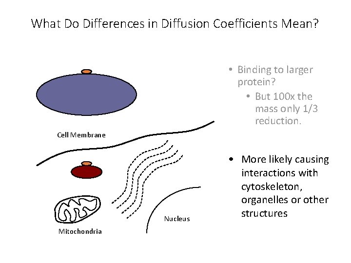 What Do Differences in Diffusion Coefficients Mean? • Binding to larger protein? • But