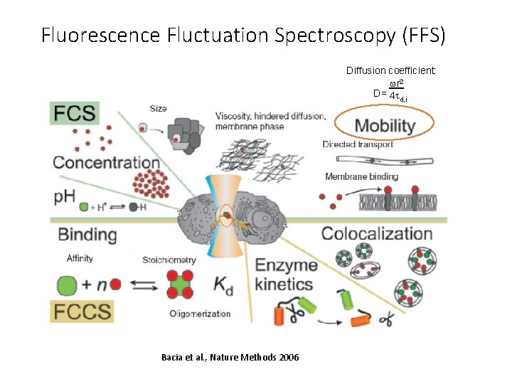 Fluorescence Fluctuation Spectroscopy (FFS) Diffusion coefficient: wr 2 D= 4 t d, i Bacia