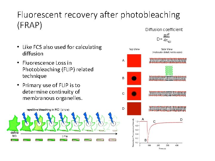 Fluorescent recovery after photobleaching (FRAP) Diffusion coefficient: wr 2 D= 4 t d, i