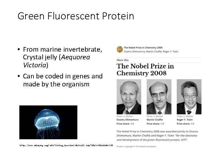 Green Fluorescent Protein • From marine invertebrate, Crystal jelly (Aequorea Victoria) • Can be