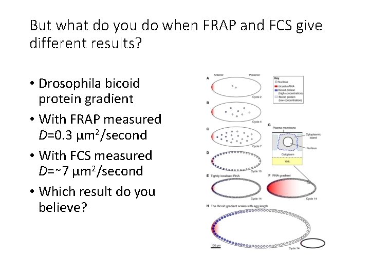 But what do you do when FRAP and FCS give different results? • Drosophila