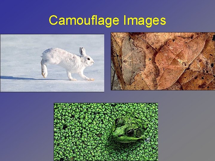 Camouflage Images 
