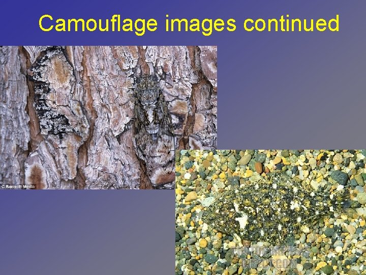 Camouflage images continued 