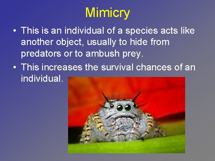 Mimicry • This is an individual of a species acts like another object, usually