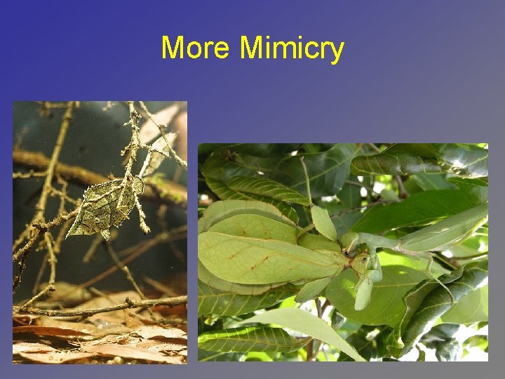 More Mimicry 