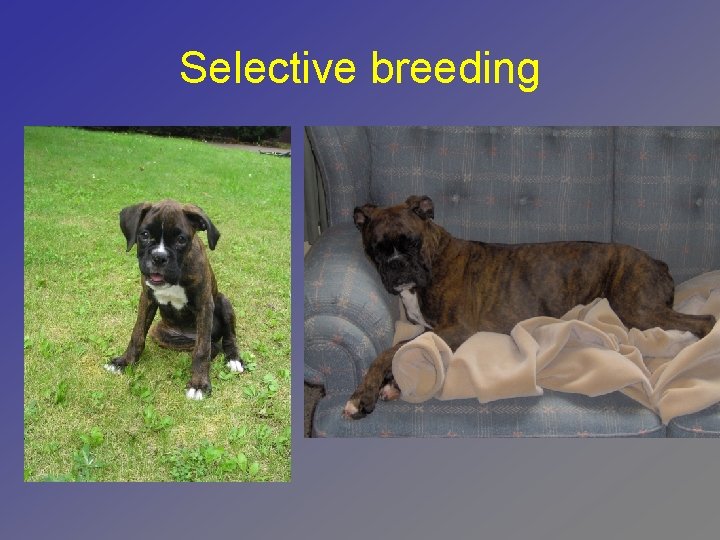 Selective breeding 