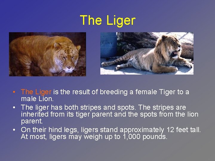 The Liger • The Liger is the result of breeding a female Tiger to
