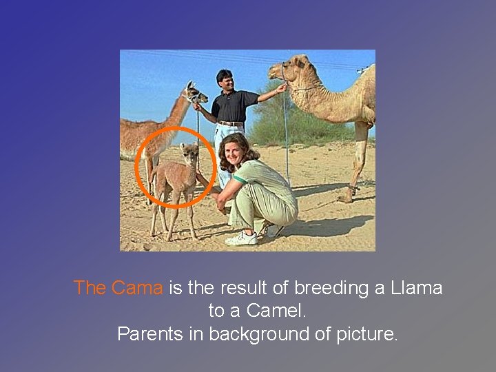 The Cama is the result of breeding a Llama to a Camel. Parents in