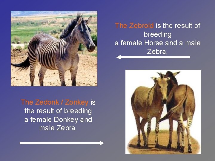 The Zebroid is the result of breeding a female Horse and a male Zebra.