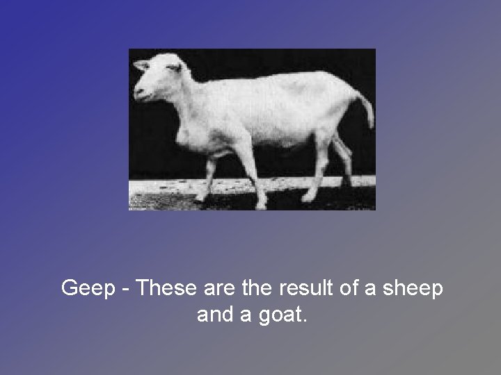  Geep - These are the result of a sheep and a goat. 