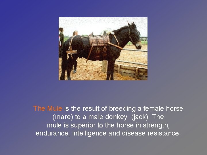 The Mule is the result of breeding a female horse (mare) to a male