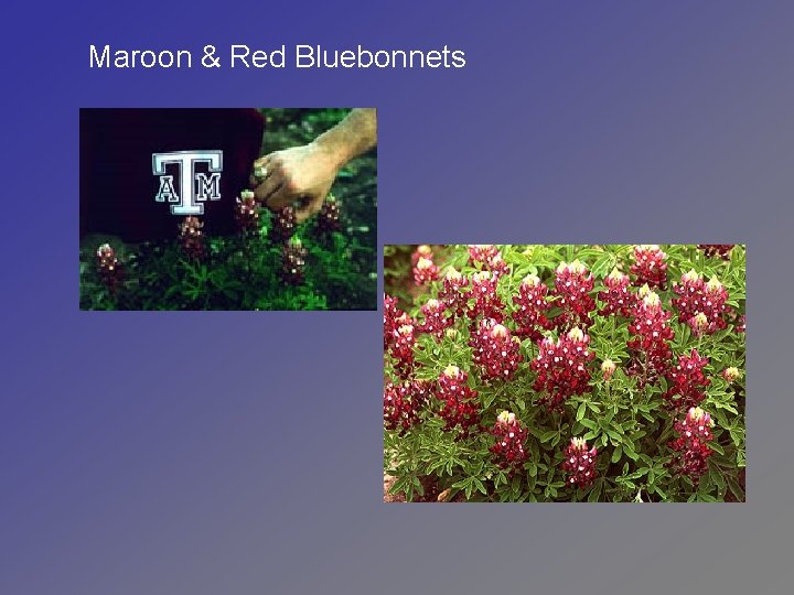 Maroon & Red Bluebonnets 