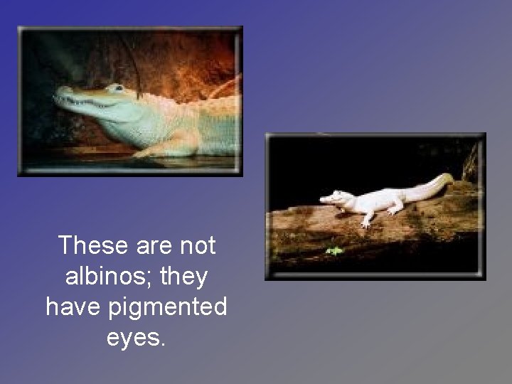 These are not albinos; they have pigmented eyes. 