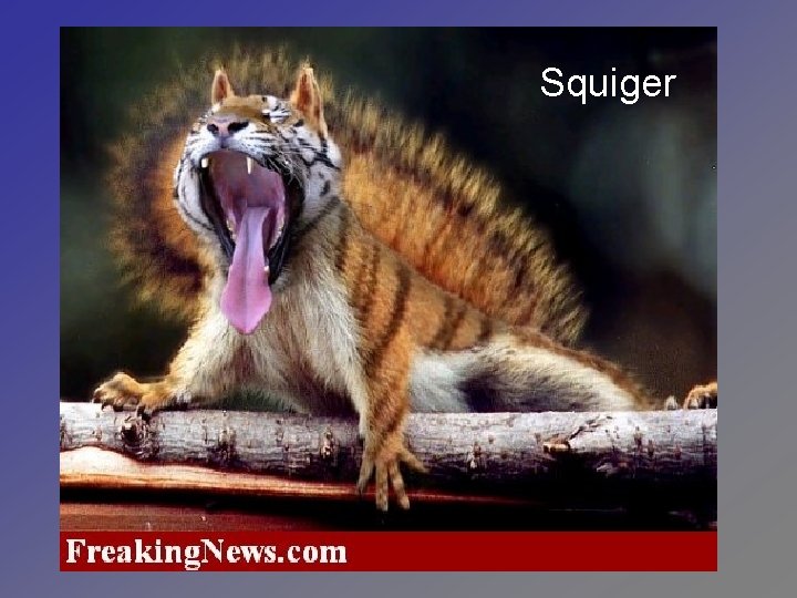 Squiger 