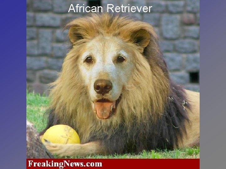 African Retriever 