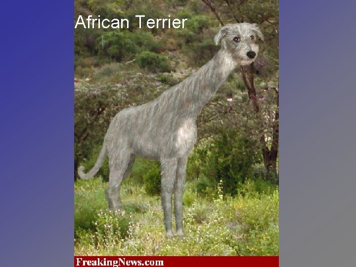African Terrier 