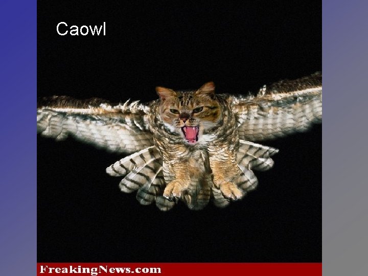 Caowl 
