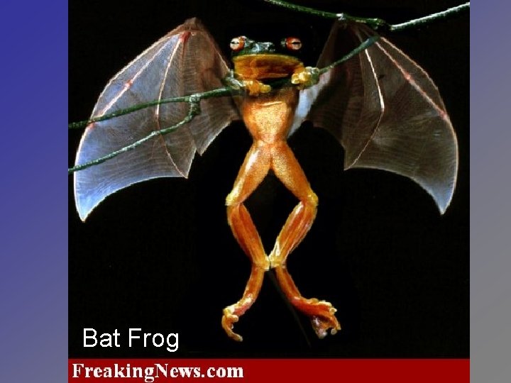Bat Frog 