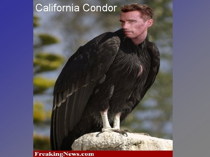 California Condor 