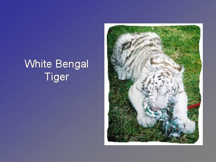 White Bengal Tiger 