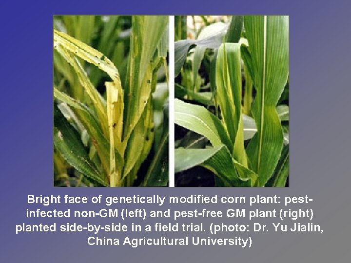 Bright face of genetically modified corn plant: pestinfected non-GM (left) and pest-free GM plant