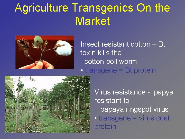 Agriculture Transgenics On the Market Insect resistant cotton – Bt toxin kills the cotton