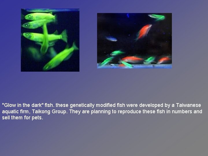  "Glow in the dark" fish. these genetically modified fish were developed by a