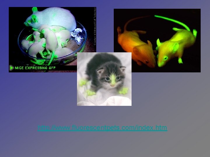 http: //www. fluorescentpets. com/index. htm 